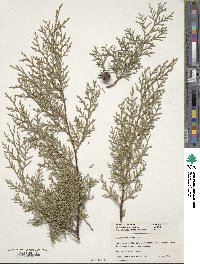 Cupressus duclouxiana image