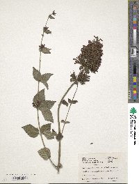 Image of Strobilanthes hirta