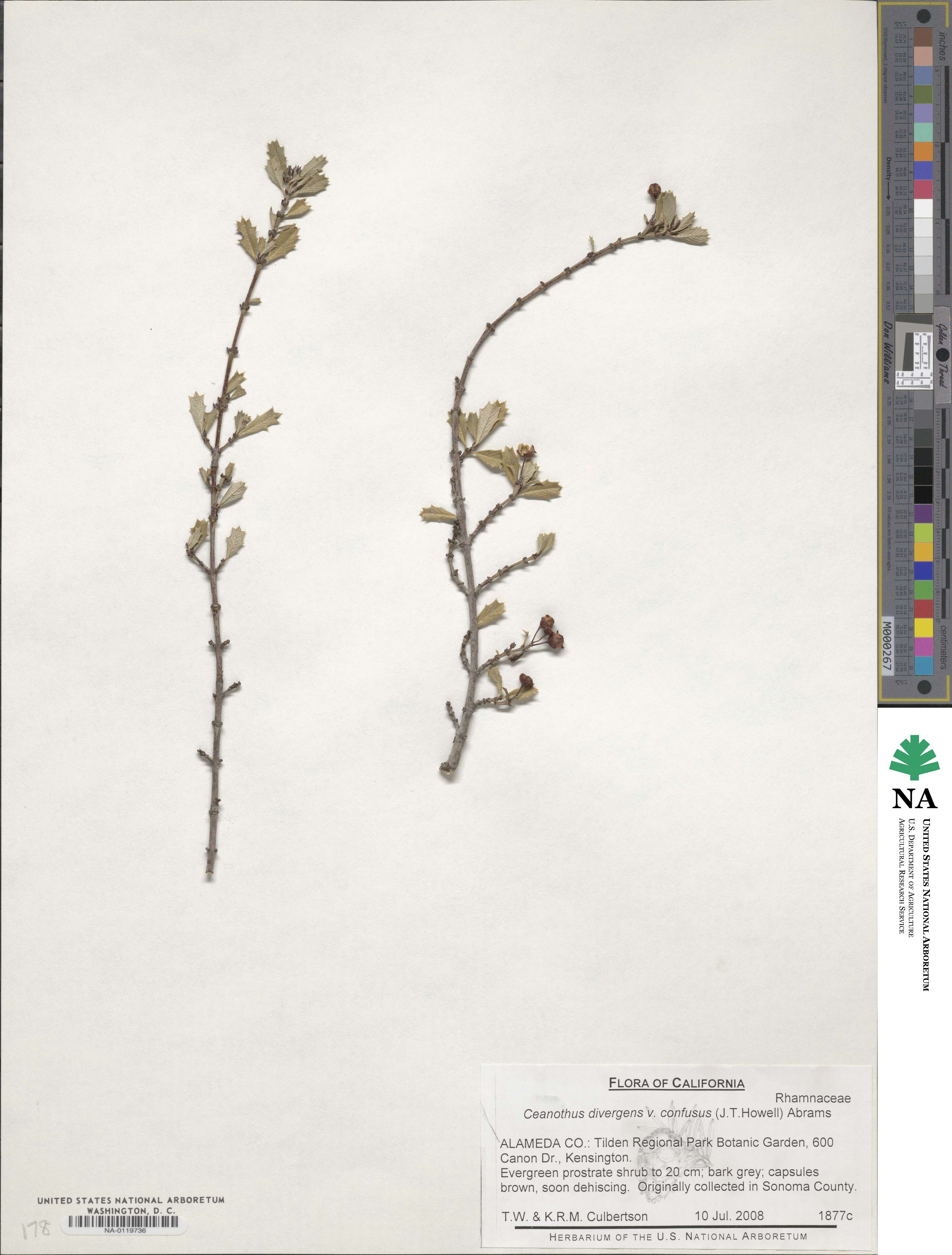 Ceanothus divergens var. confusus image