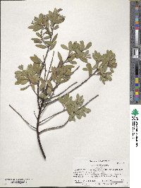 Arctostaphylos bakeri image