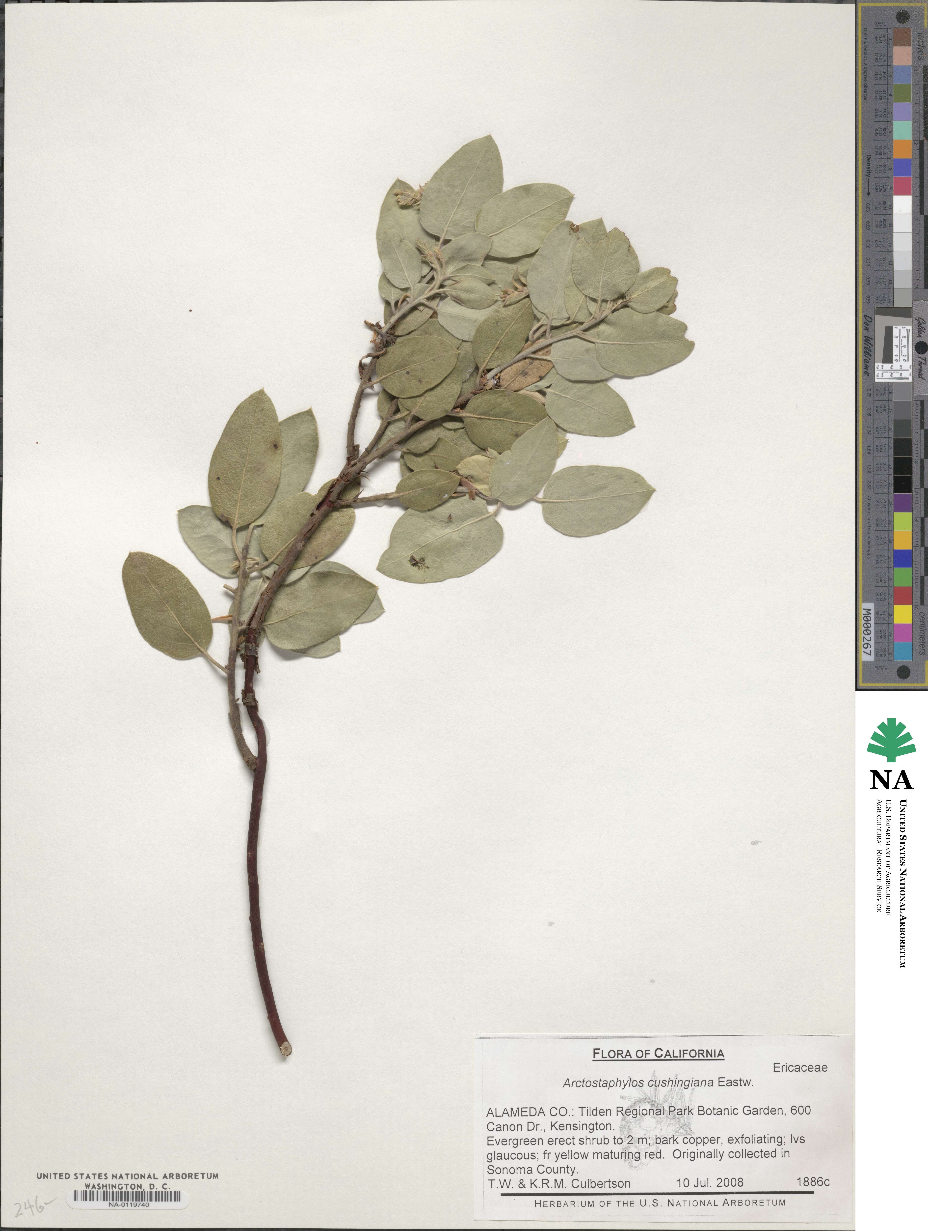 Arctostaphylos glandulosa subsp. cushingiana image