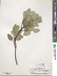 Arctostaphylos glandulosa image