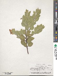 Arctostaphylos hispidula image