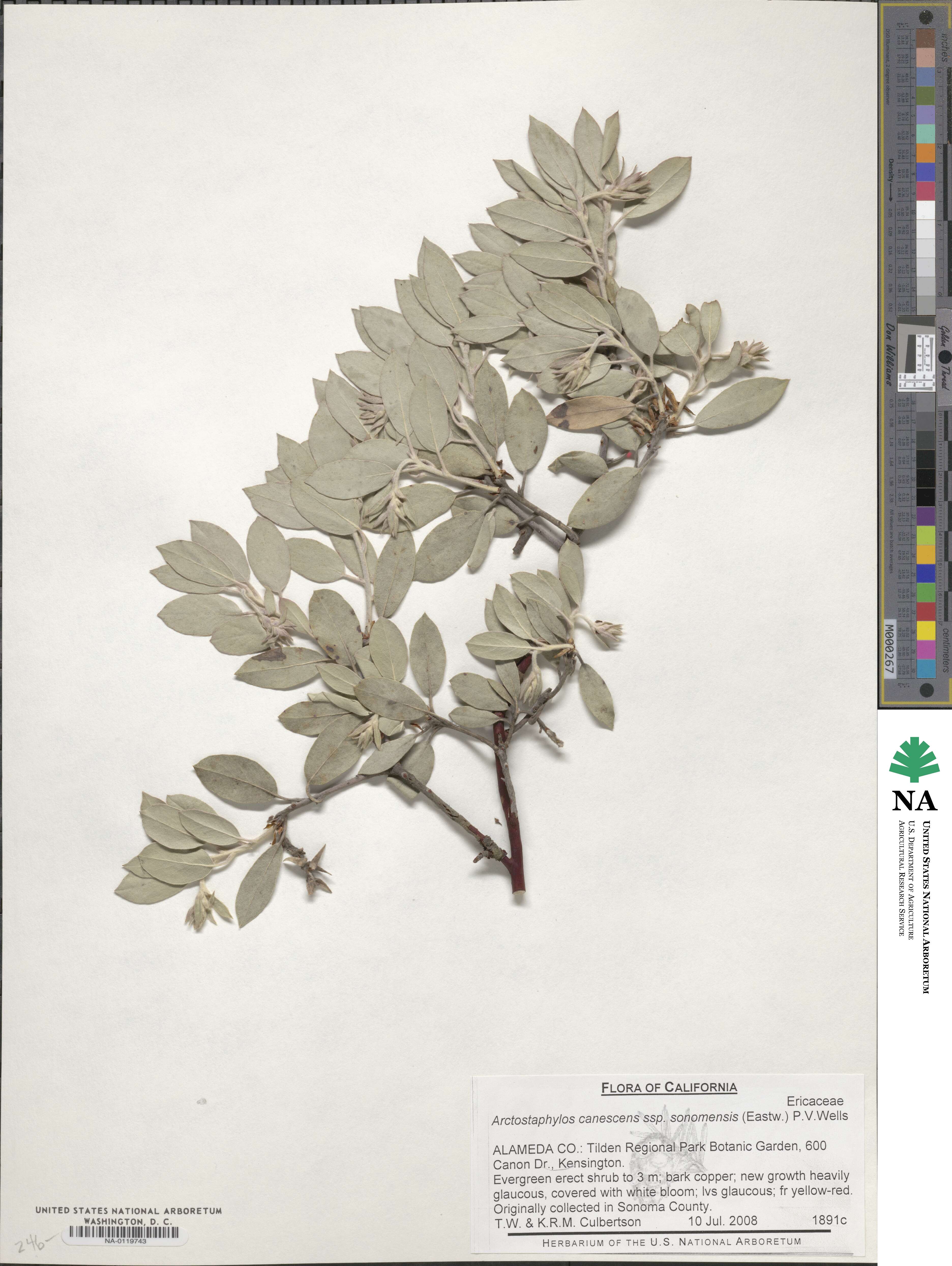 Arctostaphylos canescens subsp. sonomensis image