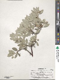 Arctostaphylos canescens subsp. sonomensis image