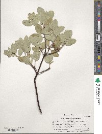 Arctostaphylos glandulosa image