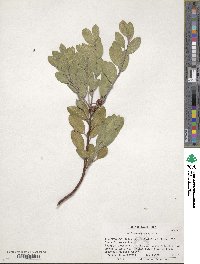 Arctostaphylos uva-ursi image