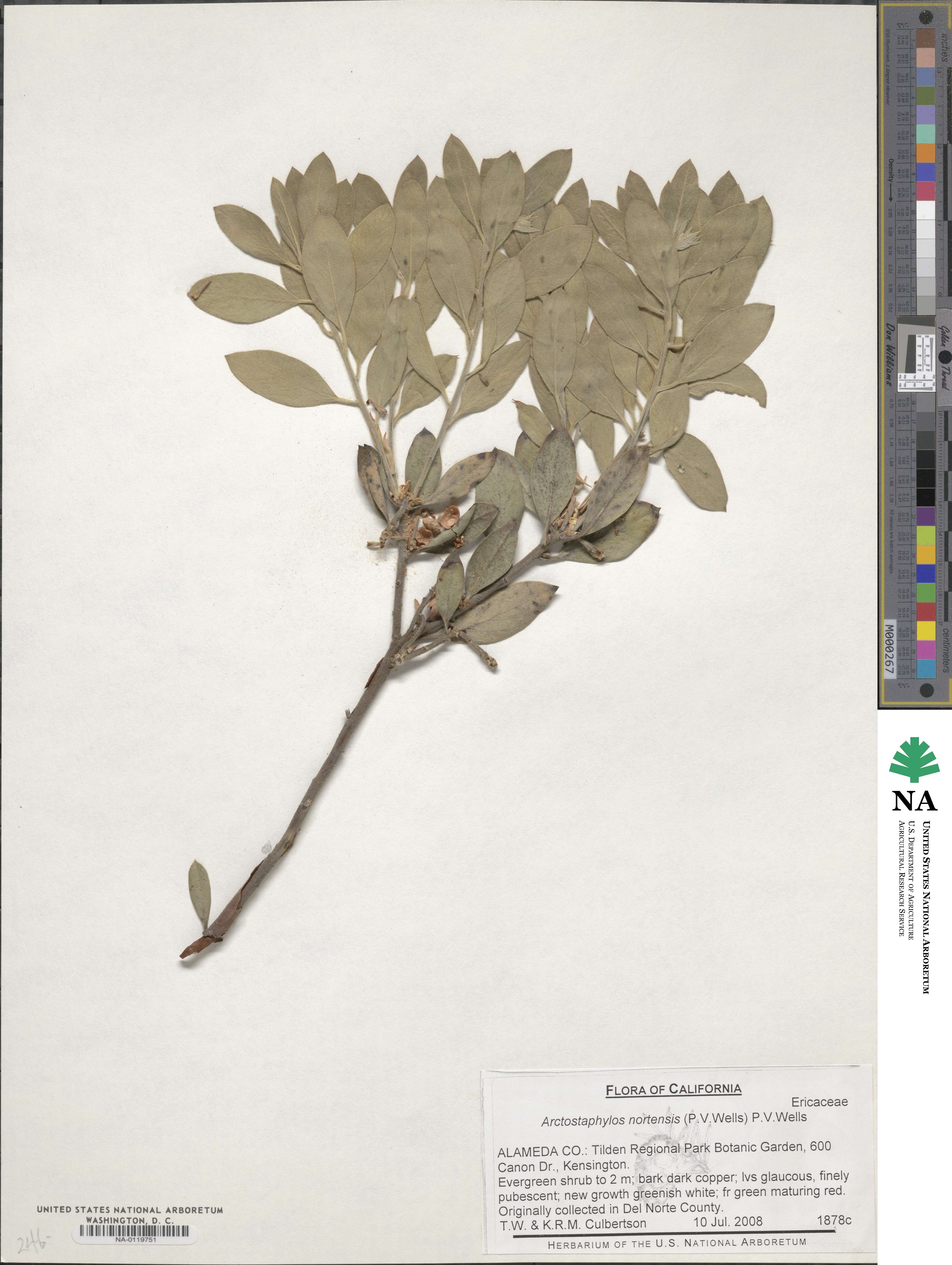 Arctostaphylos nortensis image