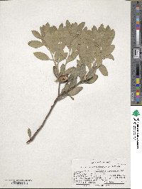 Arctostaphylos nortensis image