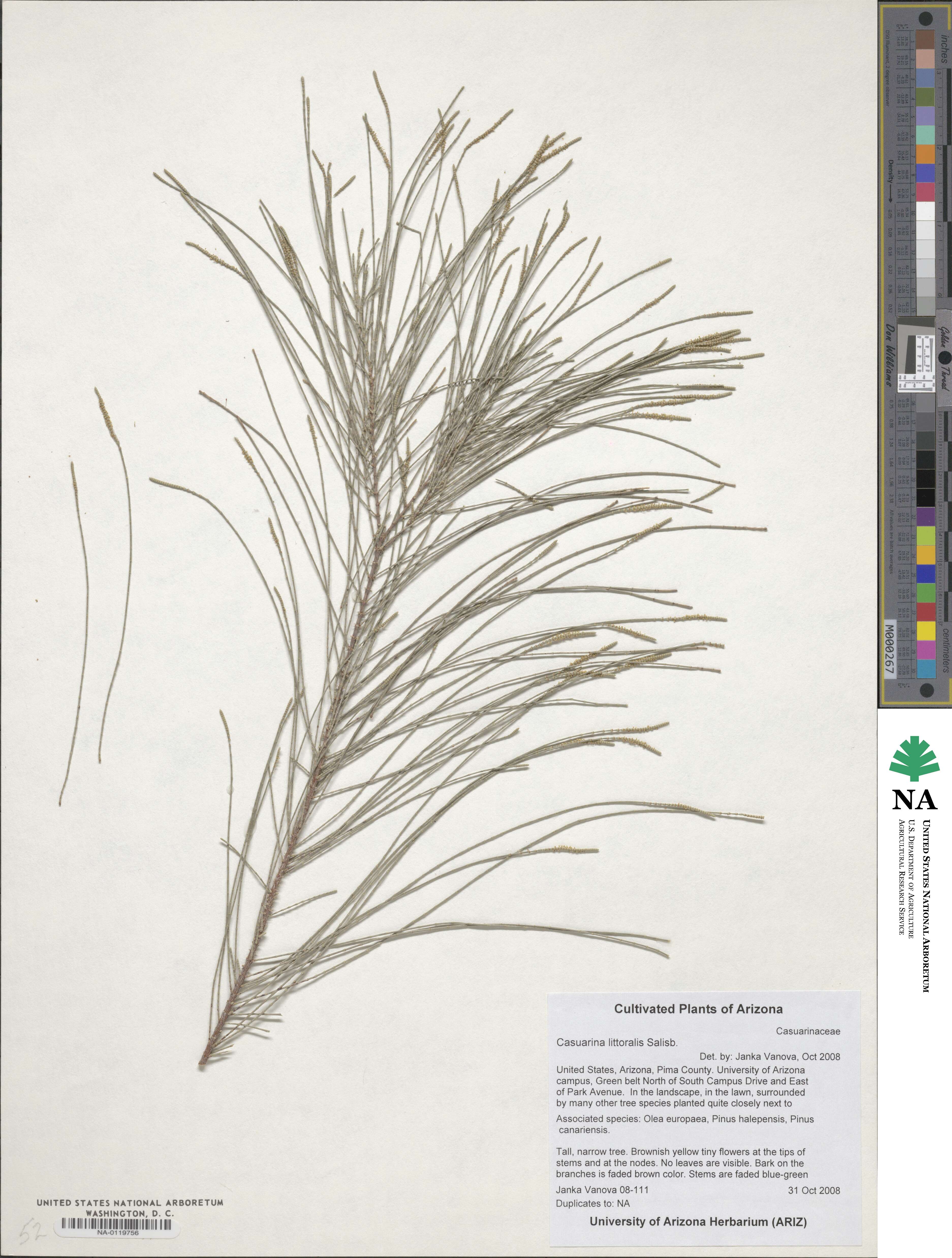 Allocasuarina littoralis image