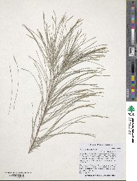 Image of Allocasuarina littoralis