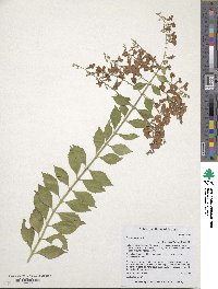 Duranta erecta image