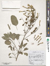 Nicotiana glauca image