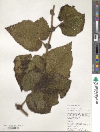 Rubus betonicifolius image