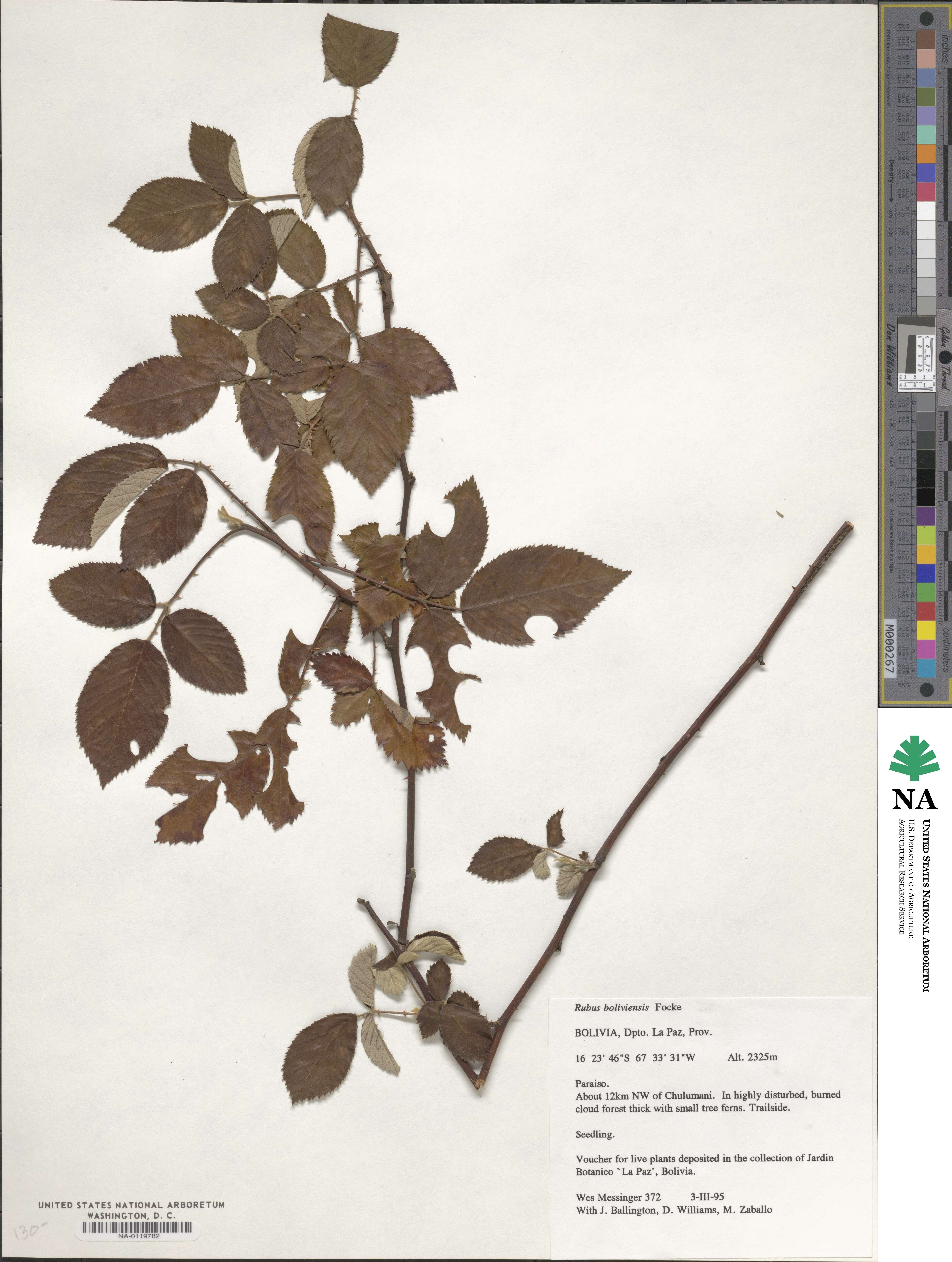 Rubus boliviensis image