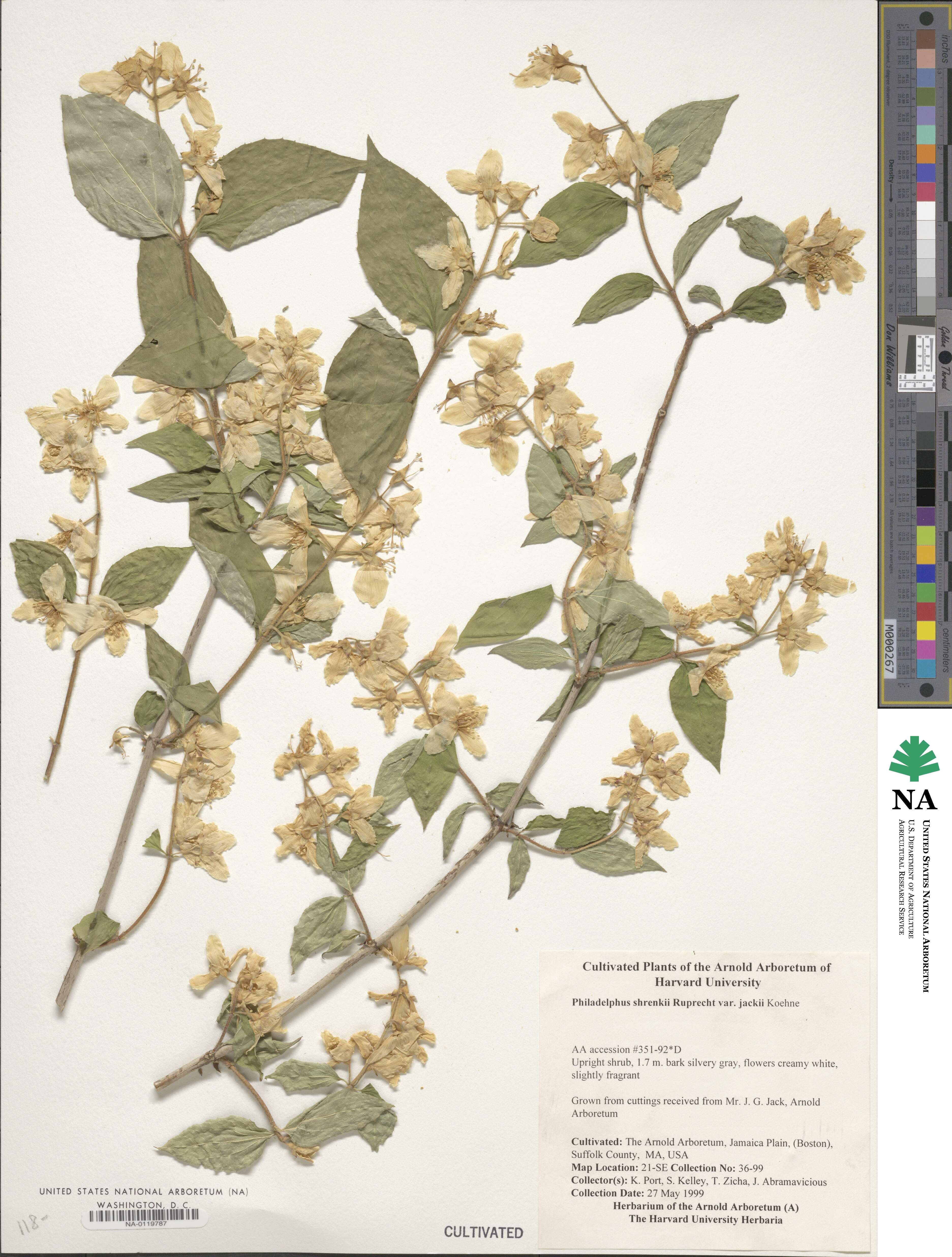 Philadelphus schrenkii image