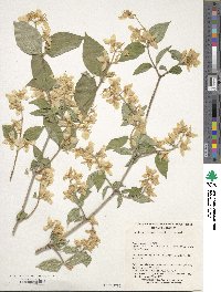 Philadelphus schrenkii image