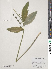 Polygonatum biflorum image