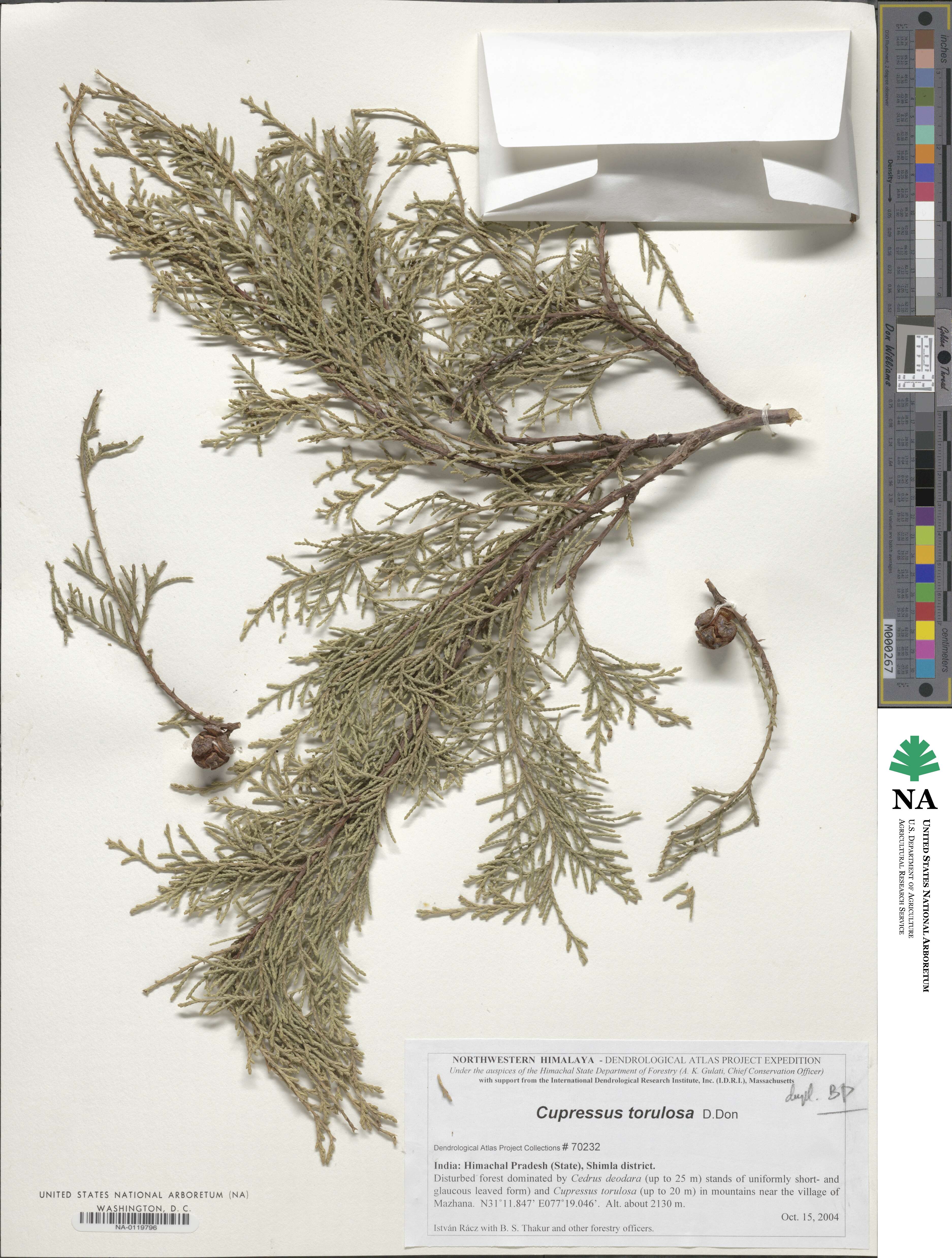 Cupressus duclouxiana image