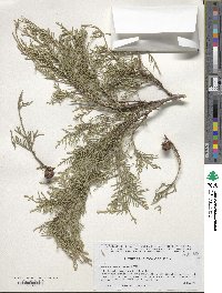 Cupressus duclouxiana image