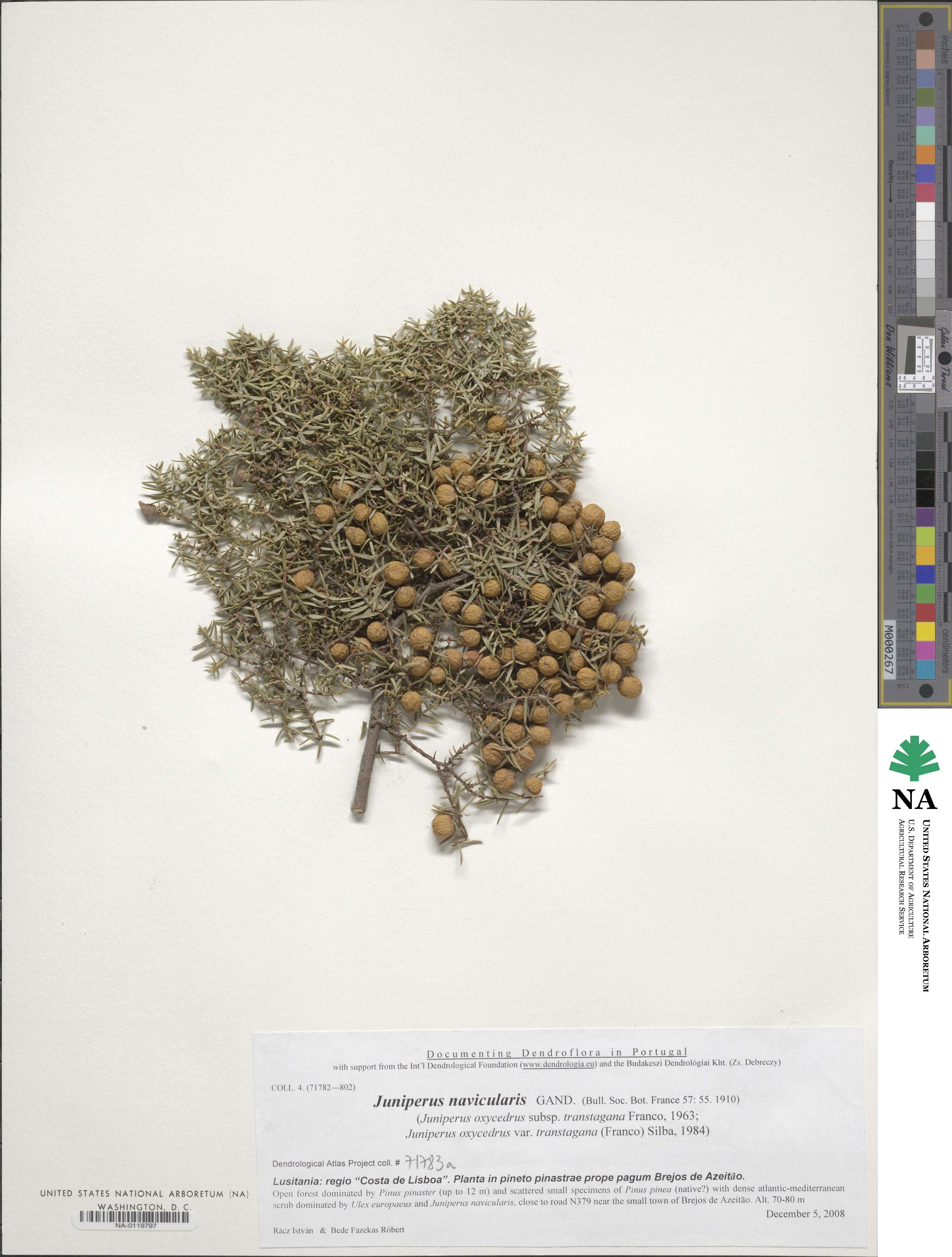 Juniperus oxycedrus subsp. transtagana image