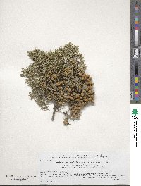 Juniperus oxycedrus image