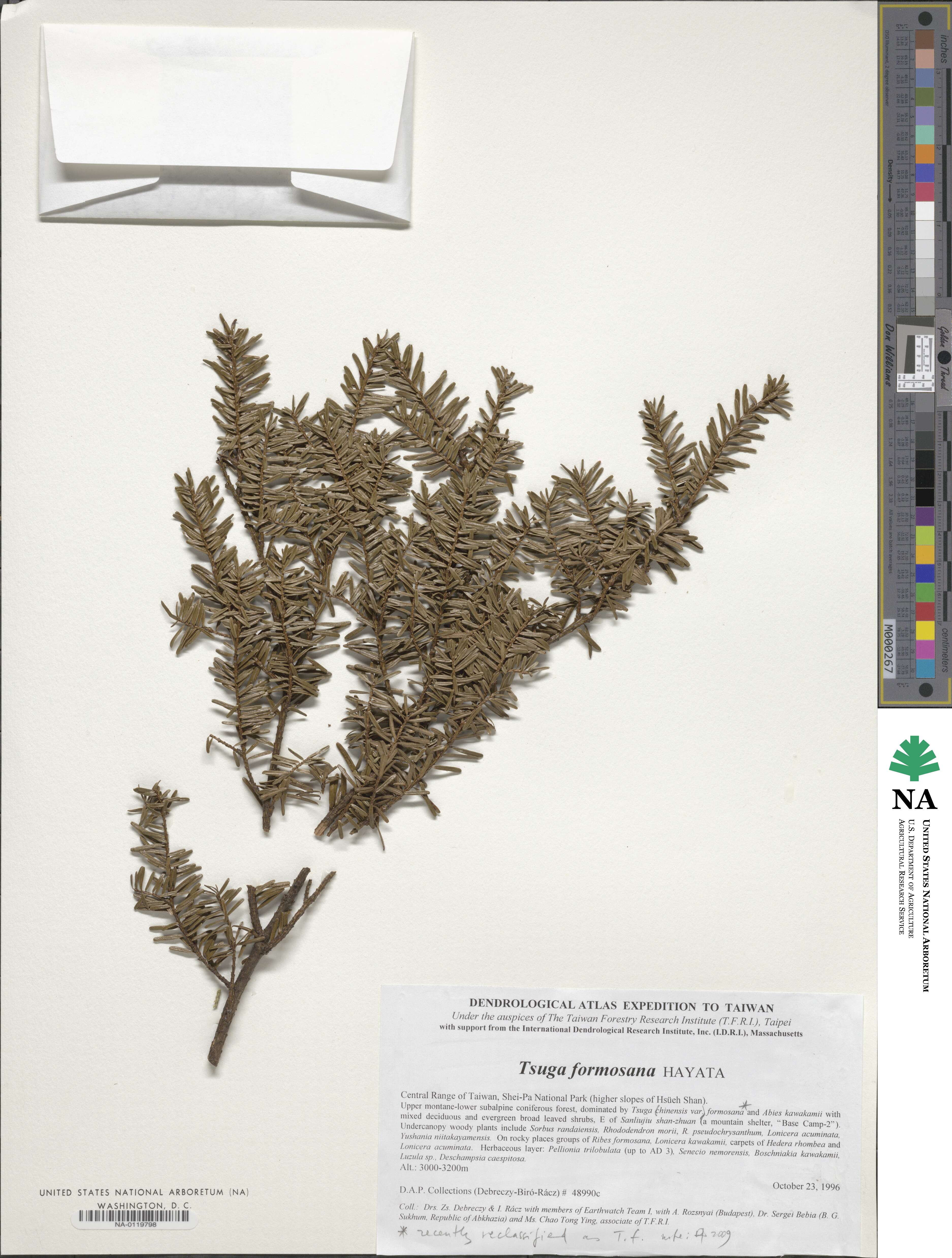 Tsuga chinensis image