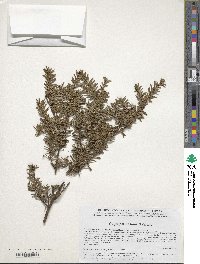 Tsuga chinensis var. chinensis image