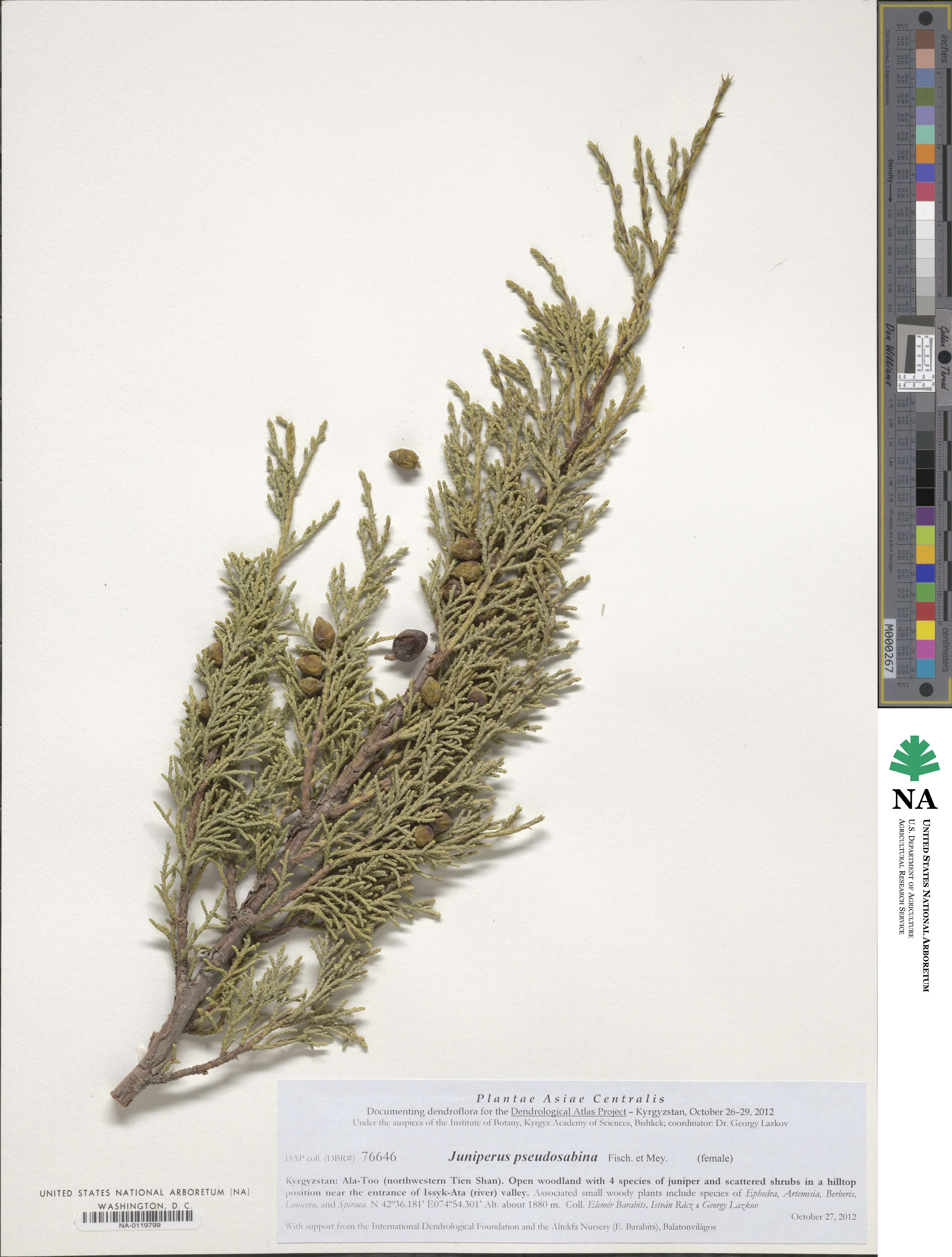 Juniperus pseudosabina image