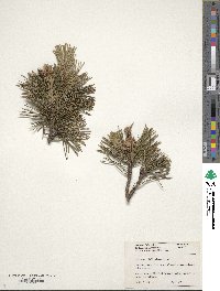 Pinus monticola image