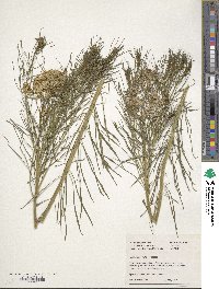 Image of Amsonia hubrichtii