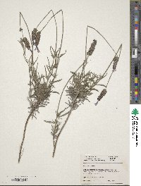 Lavandula stoechas image