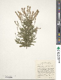 Spiraea alba image