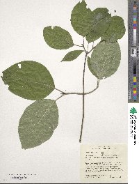 Cornus rugosa image