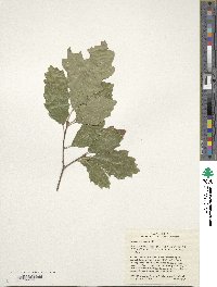 Quercus prinoides image