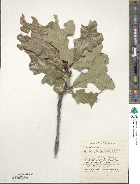 Quercus stellata image