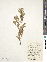 Spiraea alba image