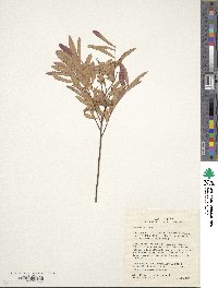 Spiraea alba image