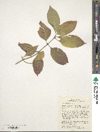 Euonymus atropurpureus image