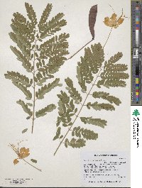 Caesalpinia pulcherrima image