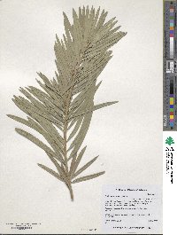 Podocarpus macrophyllus image