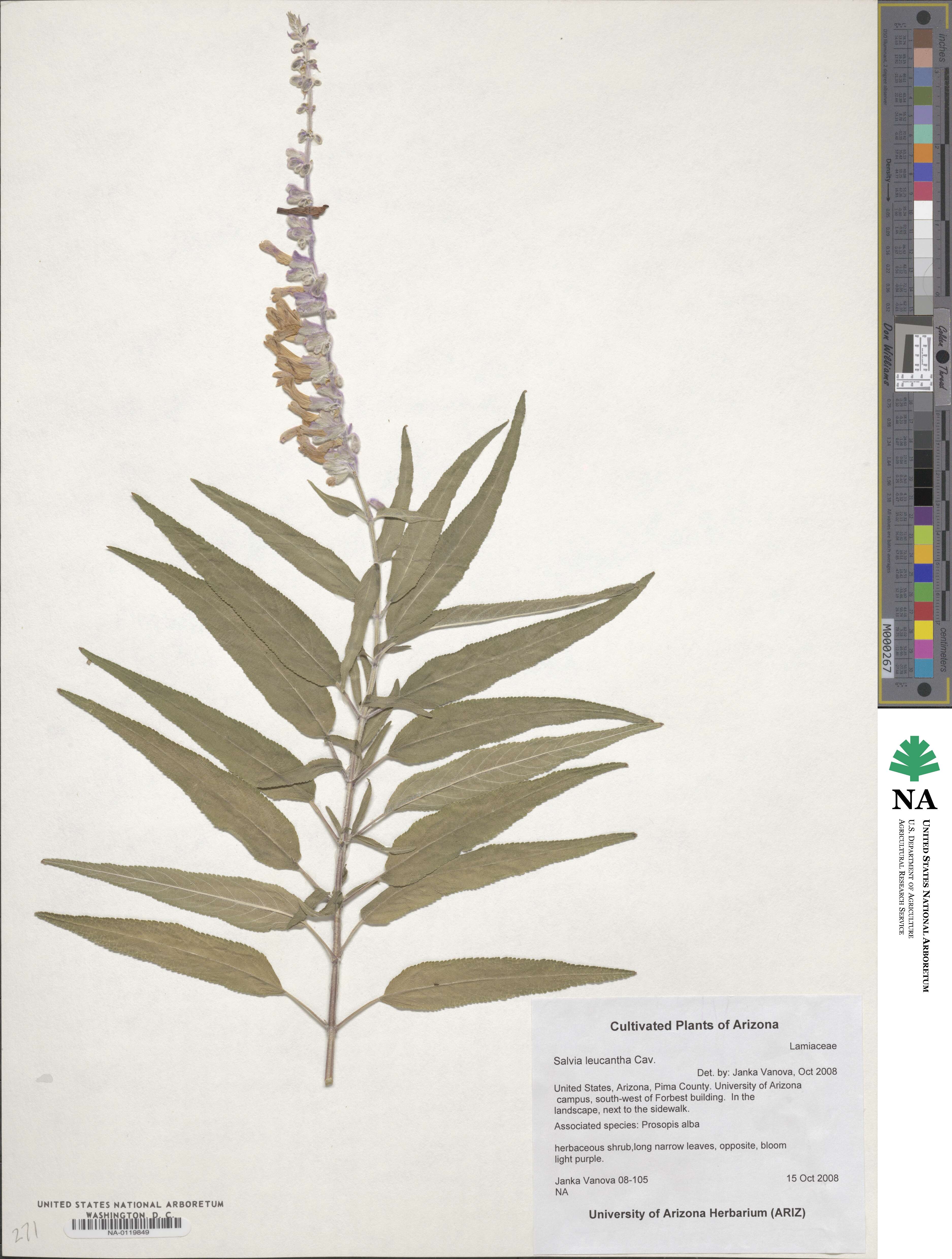 Salvia leucantha image