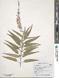 Salvia leucantha image