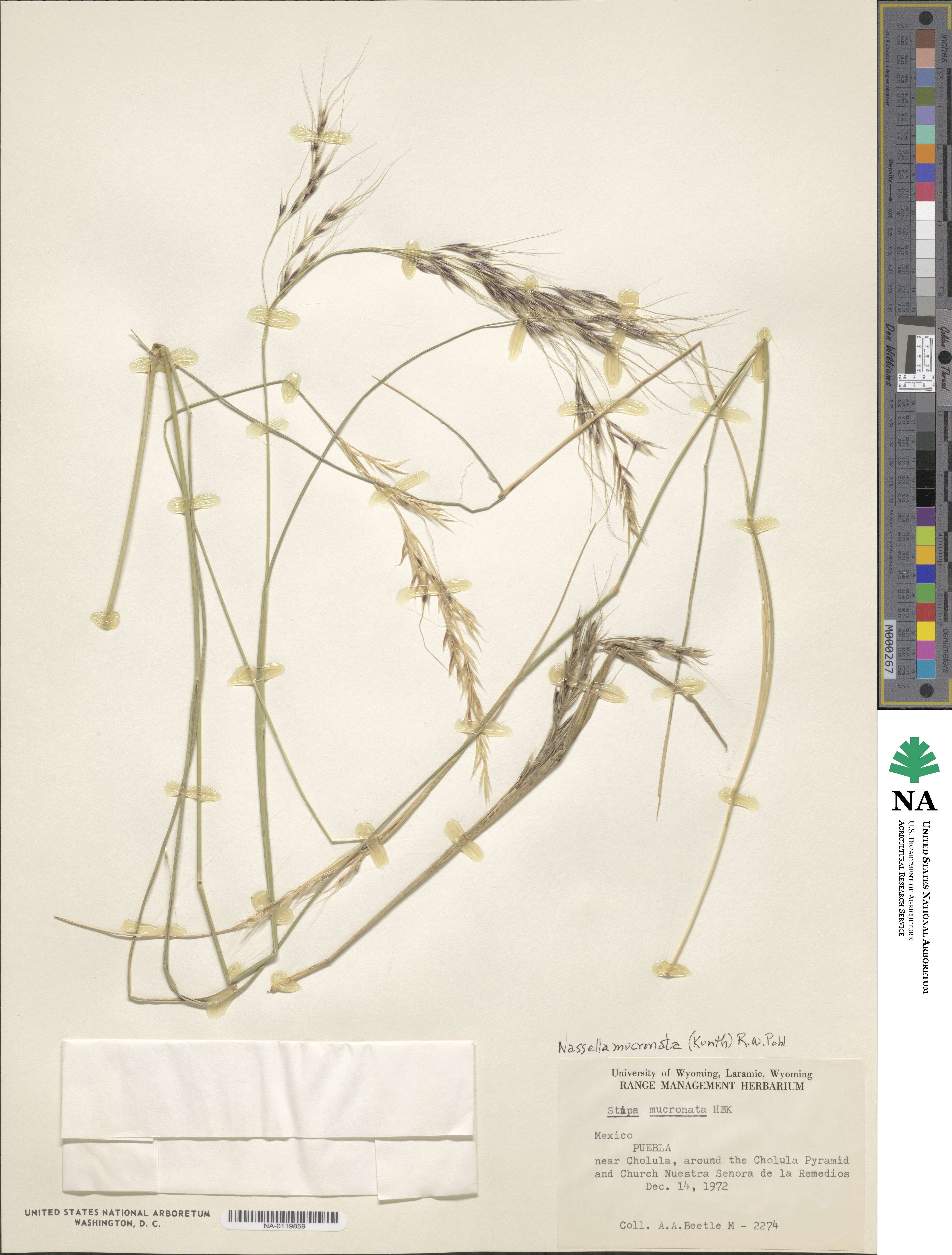 Nassella mucronata image