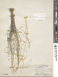 Hesperostipa neomexicana image