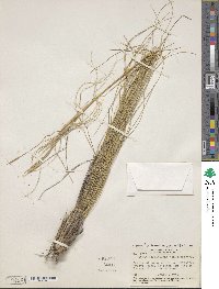 Hesperostipa neomexicana image