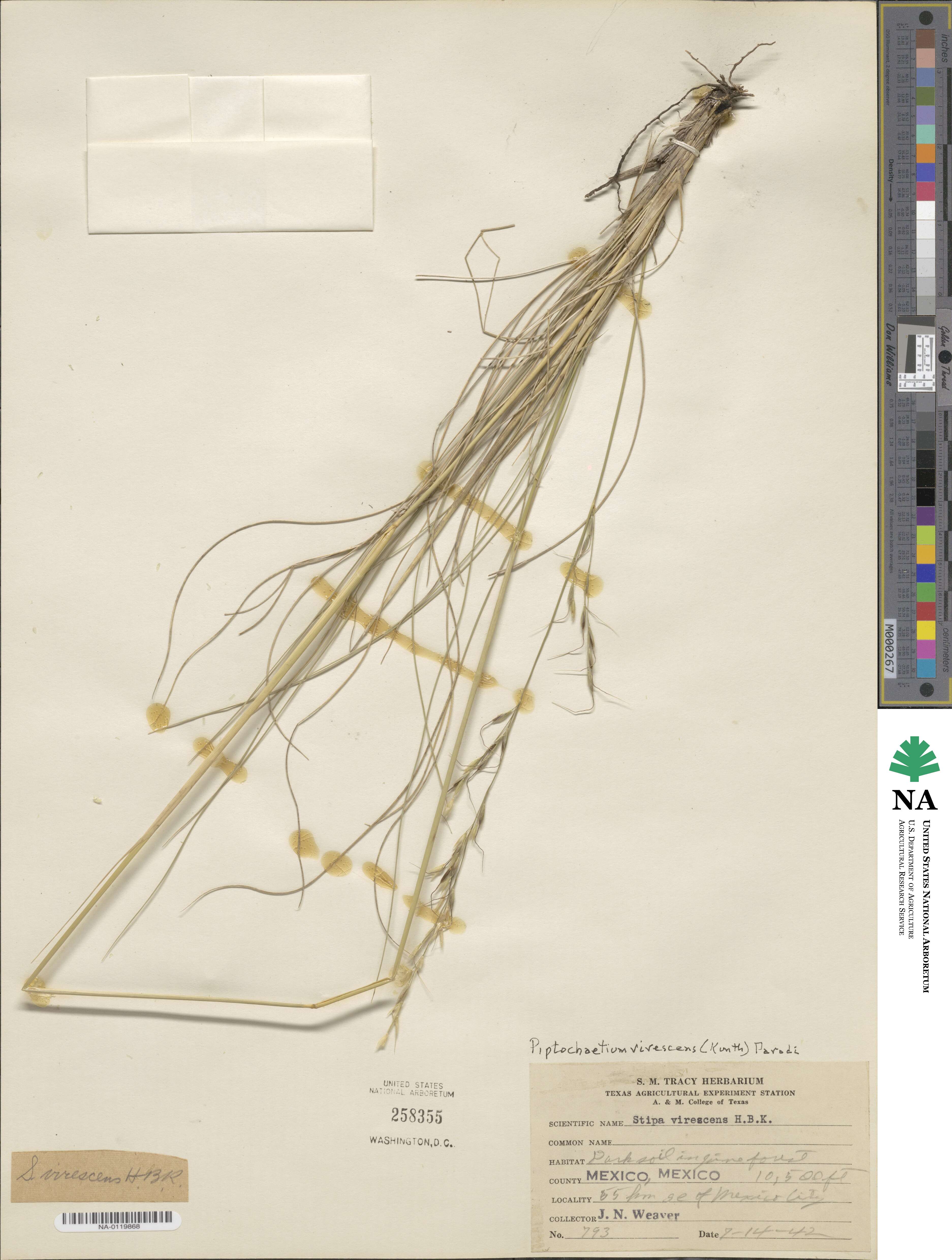 Piptochaetium virescens image