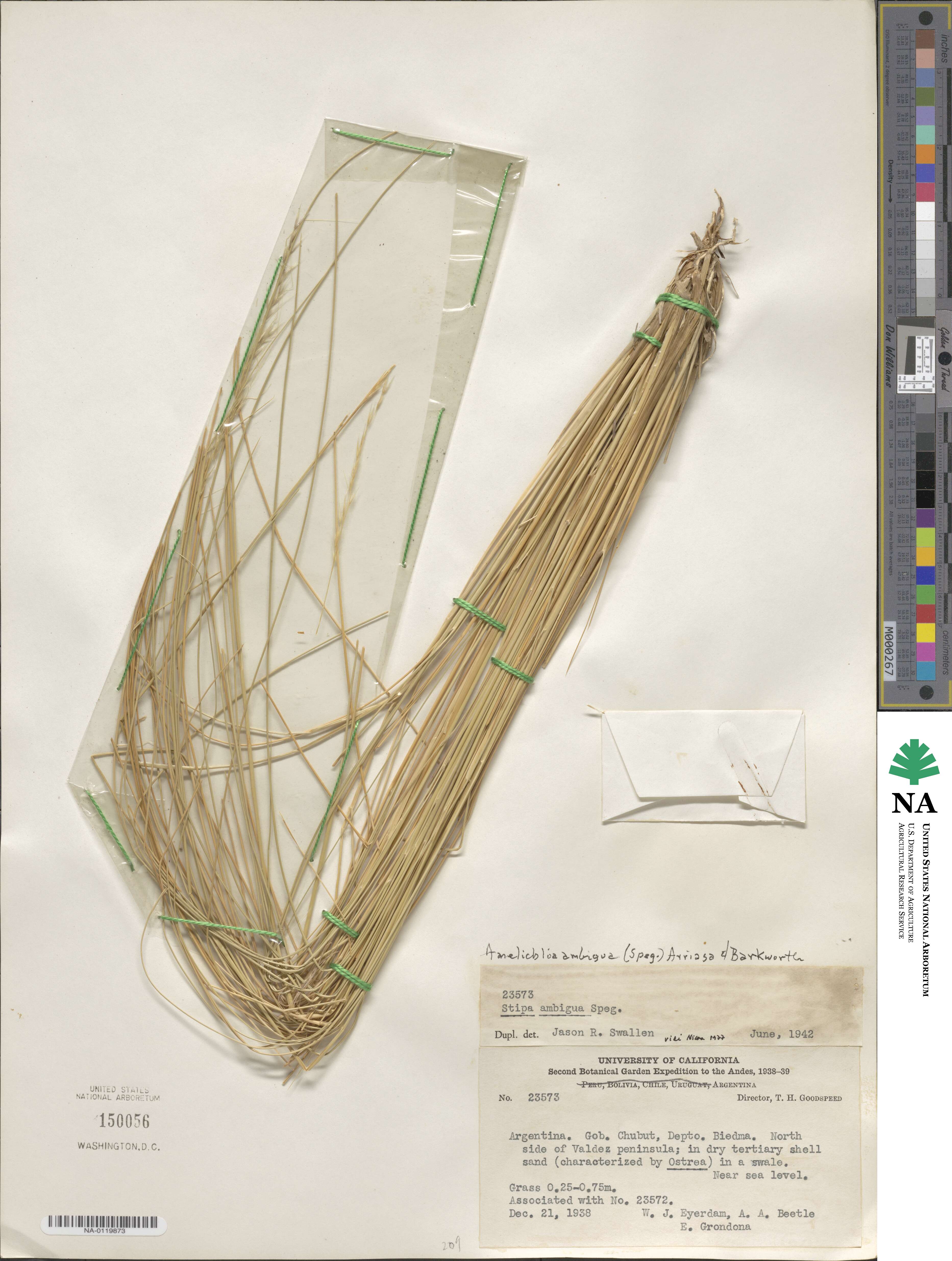 Amelichloa ambigua image
