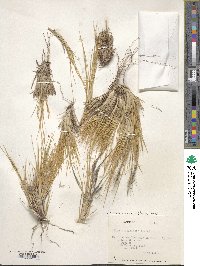 Image of Pappostipa atacamensis