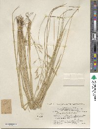 Amelichloa brachychaeta image